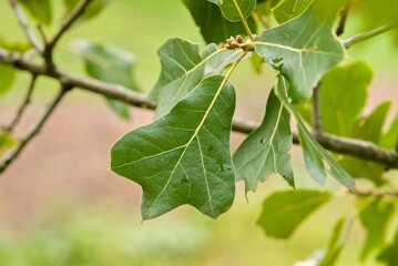 Plant list 2025 - Quercus marilandica