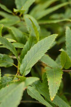 Plant list 2025 - Quercus libani