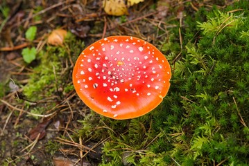 Plant list 2025 - Amanita muscaria