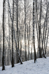 Fototapeta premium Sunbeams shining through snow-covered birch branches in a birch forest after a snowfall on a winter.