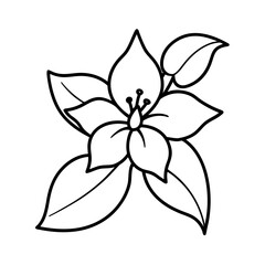 Vector Clip Art Jasmine on White Background for Web and Graphic Design