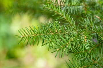 Plant list 2025 - Tsuga heterophylla