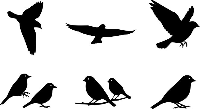 Bird silhouette, Flying bird silhouette, Bird silhouettes, Bird clipart, Birds, Bird vector set, Bird icon, Vector 