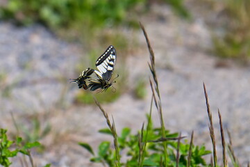 Schwalbenschwanz (Schmetterling)	im Flug