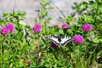 Schwalbenschwanz (Schmetterling)	bei der Nektarsuche