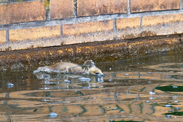 Junge Graugans springt in einen Teich