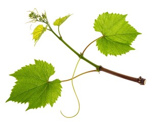 Isolated, detailed shot of a vibrant green vine branch with fresh leaves and tendrils on a crisp white background