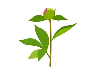 Isolated peony bud with green leaves and a pink tip, set on a white background