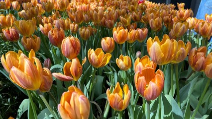 Amazing white,red, pink tulip flowers blooming in a tulip field, against the background of blurry tulip flowers in the sunset light. Fresh bright yellow spring tulips, Bouquet of spring tulips