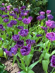 Amazing white,red, pink tulip flowers blooming in a tulip field, against the background of blurry tulip flowers in the sunset light. Fresh bright yellow spring tulips, Bouquet of spring tulips