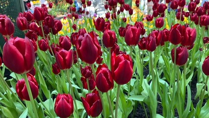 Amazing white,red, pink tulip flowers blooming in a tulip field, against the background of blurry tulip flowers in the sunset light. Fresh bright yellow spring tulips, Bouquet of spring tulips