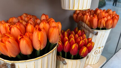 Amazing white,red, pink tulip flowers blooming in a tulip field, against the background of blurry tulip flowers in the sunset light. Fresh bright yellow spring tulips, Bouquet of spring tulips