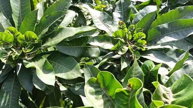 A natural pattern formed by overlapping mango tree leaves, showing rich green tones, clear veins, and organic textures under soft daylight.