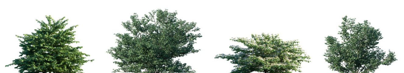 Fototapeta premium Set of Viburnum plicatum and Viburnum dilatatum isolated png on a transparent background perfectly cutout high resolution