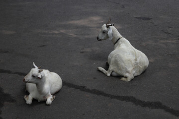 Fototapeta premium Two domestic goats resting on a road along an Indian street