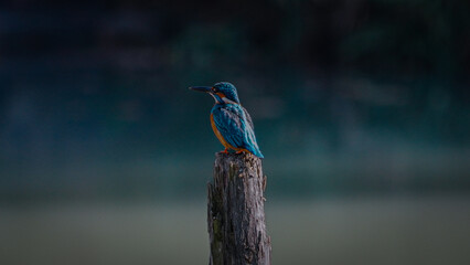 Kingfisher Resting on a Wooden Post in a Natural Habitat