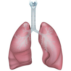 Human Lung Anatomy Illustration with Trachea and Bronchial Tree. Bronchi and Trachea Structure. Respiratory System Lungs Anatomy with Airway Branches Visualization