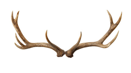 Obraz premium Red deer stag antlers isolated on white with bone skull trophy