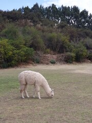 Lama in Peru © Nargis