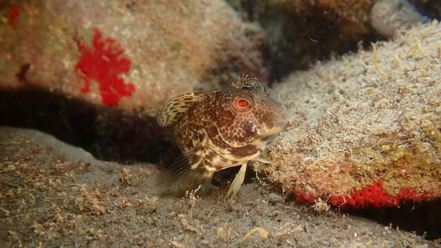 Ringneck blenny (Parablennius pilicornis) close-up undersea, Ligurian Sea, Italy, Imperia
