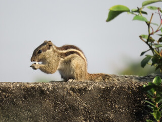 squirrel on the roof. 