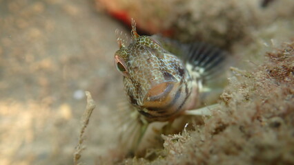 Ringneck blenny (Parablennius pilicornis) close-up undersea, Ligurian Sea, Italy, Imperia