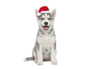 Obraz premium Cute Siberian Husky puppy sitting in Santa hat, isolated on transparent background, Christmas pet portrait