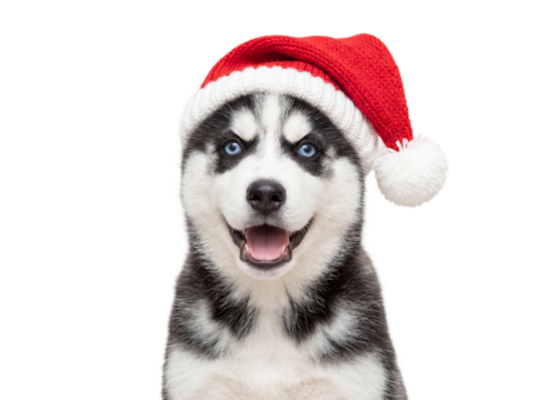 Happy Siberian Husky puppy wearing Santa hat, isolated on transparent background, Christmas pet portrait - Powered by Adobe