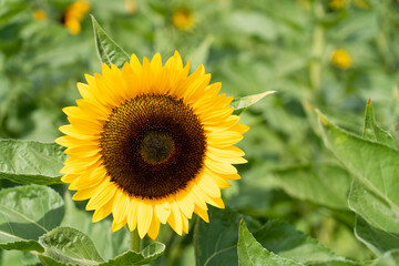 Beautiful yellow color sunflower in the agriculture farm background