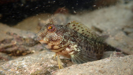 Ringneck blenny (Parablennius pilicornis) close-up undersea, Ligurian Sea, Italy, Imperia