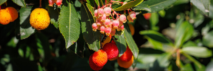 Fruiting Arbutus Unedo Tree with Red and Orange Berries