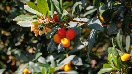Fruiting Arbutus Unedo Tree with Red and Orange Berries
