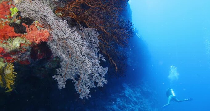 Scuba divers swimming between corals at coral reef and study underwater life. Diving instructor teaches students. Underwater scuba diving education and training. Underwater tourism during vacation