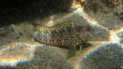 Ringneck blenny (Parablennius pilicornis) close-up undersea, Ligurian Sea, Italy, Imperia