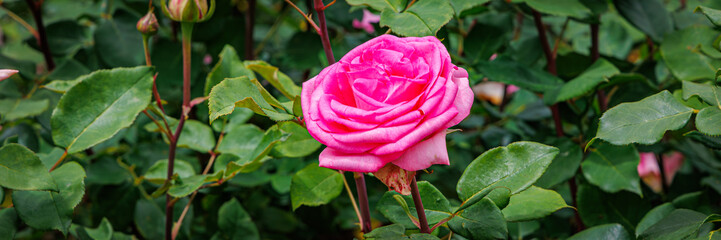 Bright Pink Rose Blooms Among Green Leaves in a Garden During Spring Season