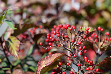 Red berries of the Japanese viburnum