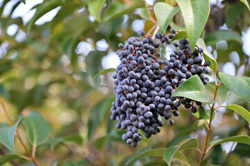 Black berries of the Glossy privet tree, Ligustrum lucidum