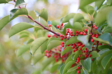 Red berries of the Round Leaf Holly, Ilex rotunda