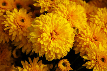 Obraz premium Bright Yellow Chrysanthemums and Asters Blooming in a Sunny Garden During Late Autumn
