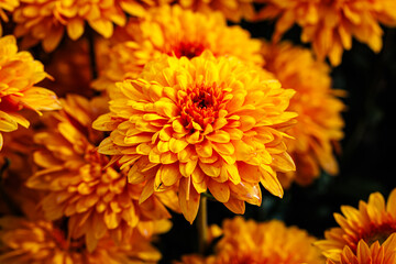 Bright Yellow Chrysanthemum Flowers Bloom in a Vibrant Garden Setting During the Warm Autumn Season