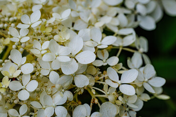 White hydrangea blooms in full blossom during a sunny spring day in the garden