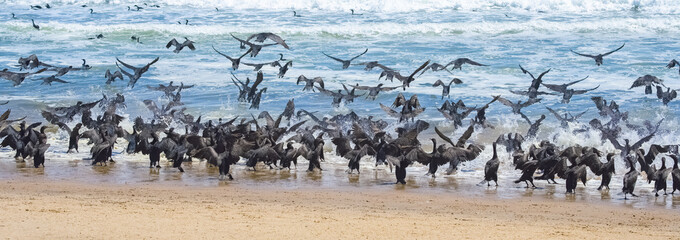 Namibia, thousands of cormorants on the shore, Skeleton coast, with the desert in background
