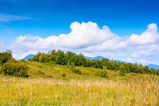 mountain landscape with foliage forest in autumn. beautiful carpathian beech woodland on rolling hills in highland of ukraine under blue sky on a sunny day. background image for green environment
