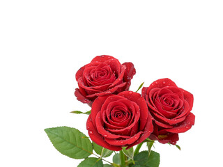 Obraz premium Vibrant red roses in full bloom