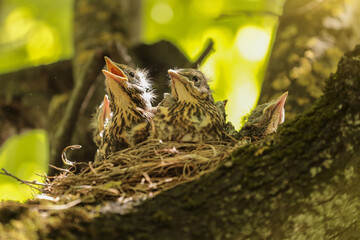 Baby birds, hungry chicks of thrush in nest on tree branch close up in nature in sunlight