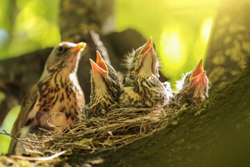 Baby birds with mom, hungry chicks of thrush with parent bird in nest on tree branch close up in spring nature in sunlight, family concept