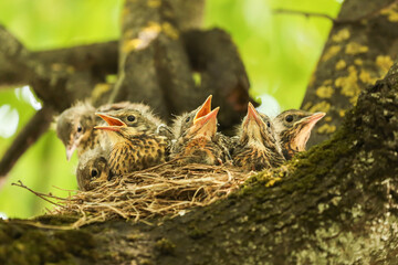 Baby birds, five hungry chicks of thrush in nest on tree branch close up in nature in sunlight