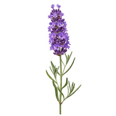 Fototapeta premium Vibrant lavender flower illustration a detailed botanical element for aromatherapy spa and natural product designs isolated on white background