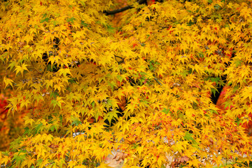 黄色に染まる紅葉