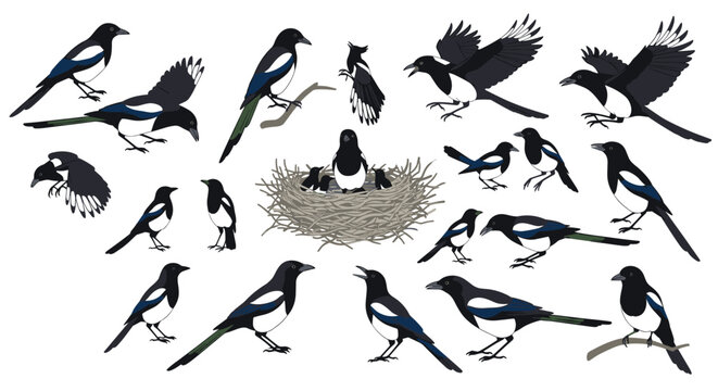 A comprehensive collection of Eurasian magpie illustrations, showing the bird in various poses like flying, perching, and nesting.